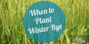 When to Plant Winter Rye