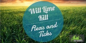Will Lime Kill Fleas and Ticks