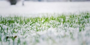 Zoysia In Winter
