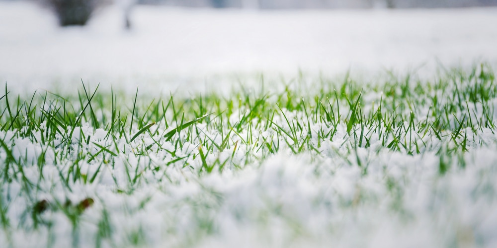 Watering grass when it's cold outside