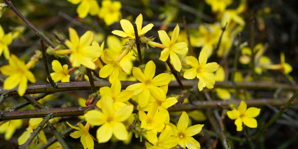 Best Plants for an Arizona Winter