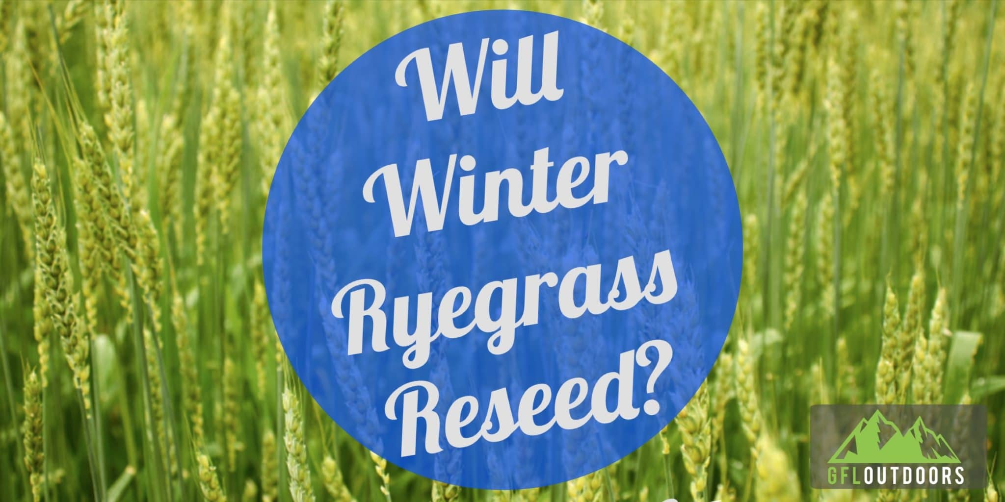 Winter Rye Heading Will Winter Rye Reseed Itself? – GFL Outdoors