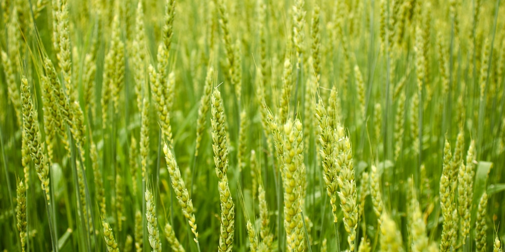 grass flowering