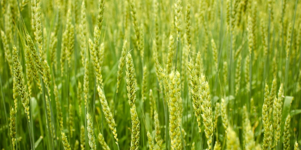 When To Plant Winter Rye Seed Everything You Need To Know GFL Outdoors When To Plant Winter Rye Seed Everything You Need To Know GFL Outdoors
