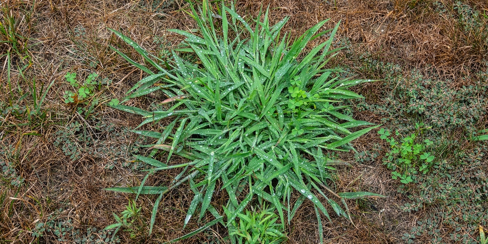 Will crabgrass survive the winter