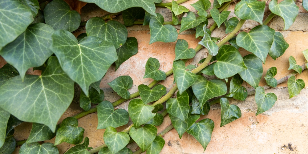 Hedera hibernica