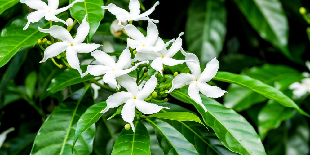 why jasmine plants lose leaves in winter