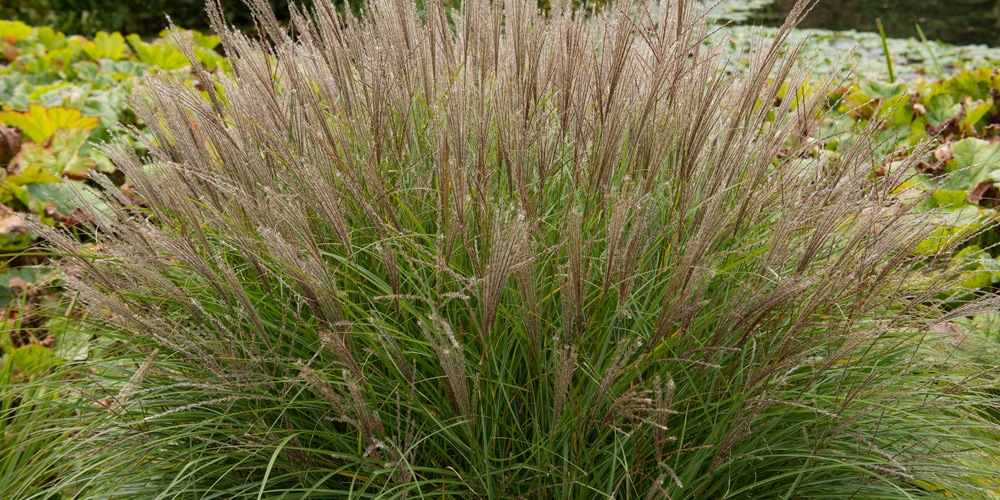 Ornamental Grasses that tolerate shade