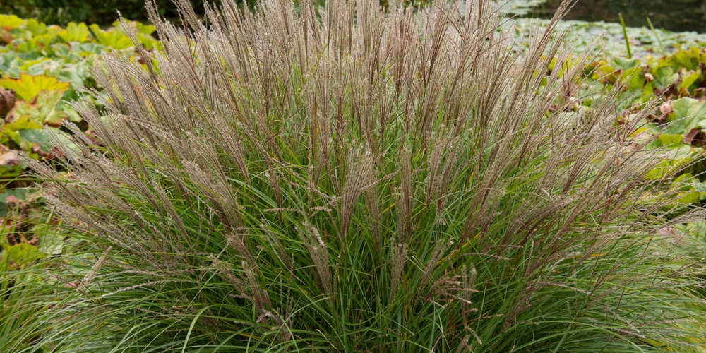 ornamental winter grasses