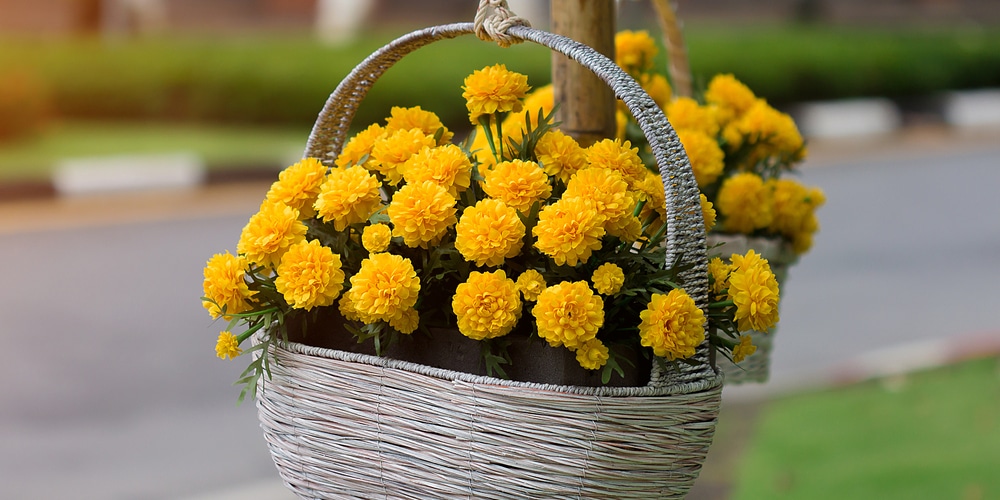 orange flowers in Texas