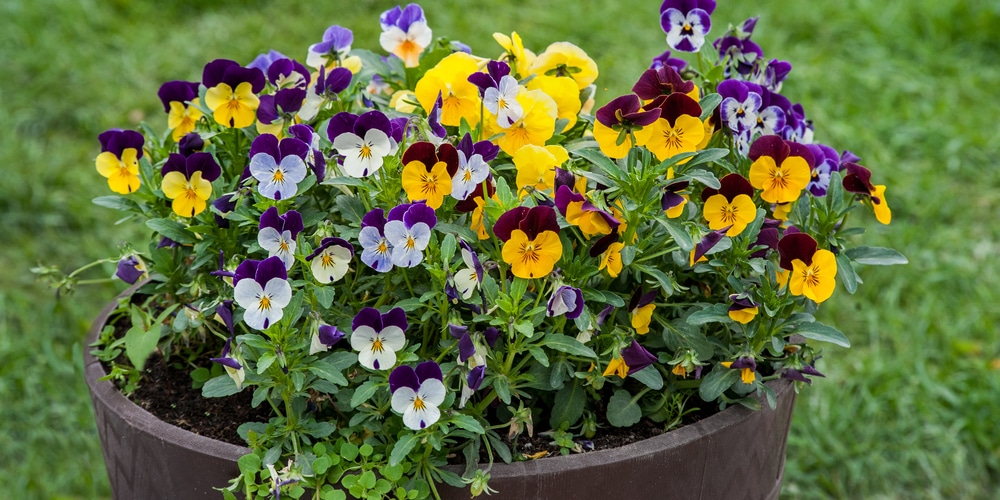 violas vs pansy