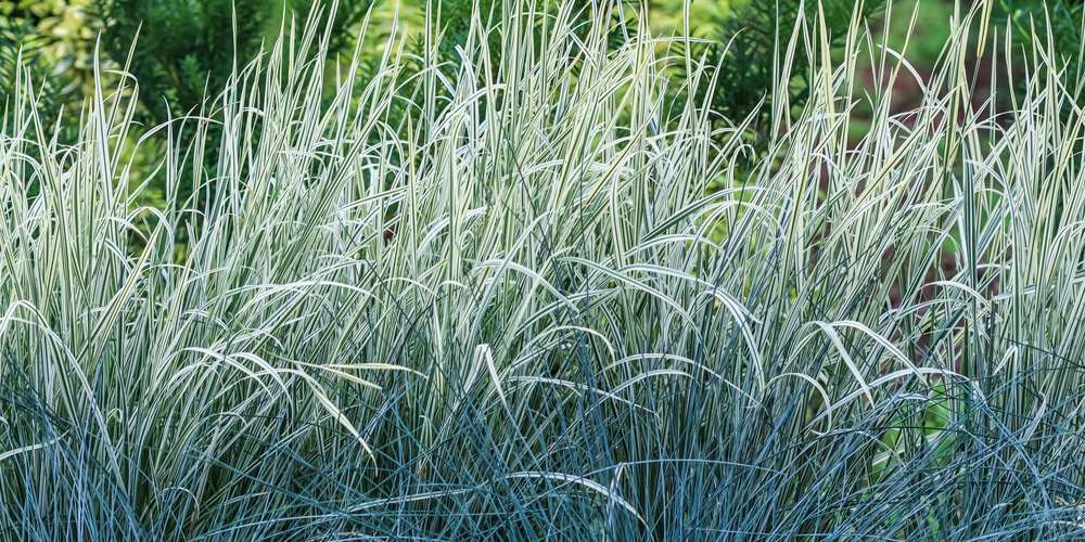 white fescue