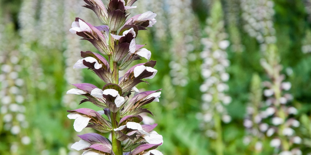 Acanthus Mollis