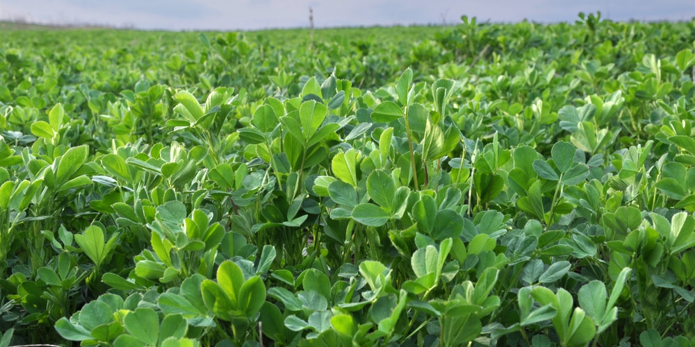 When to plant Alfalfa in MO