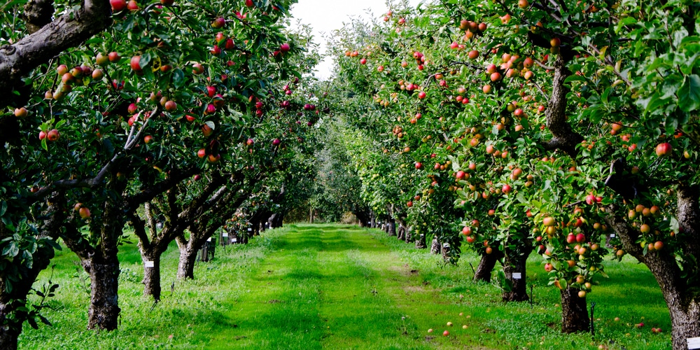 Best Fruit Trees to Grow in Zone 7b