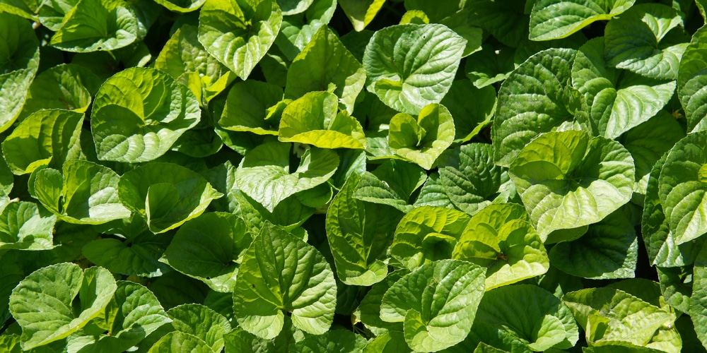 Wild Ginger, California Native Shade Plant