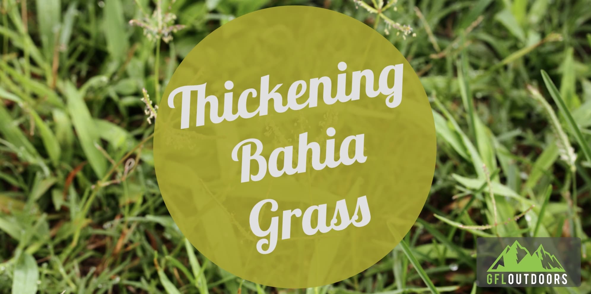 How to Make Bahia Grass Thicker GFL Outdoors
