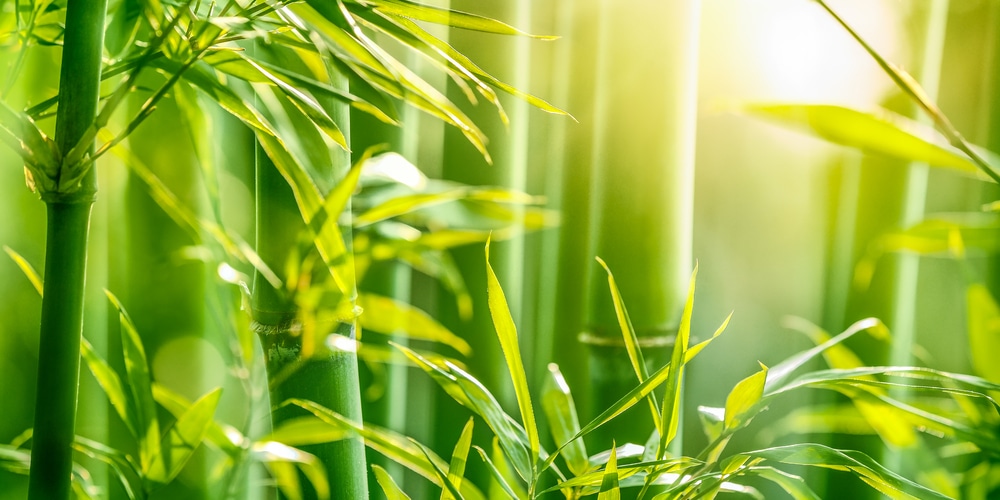 Can Bamboo Grow In New England