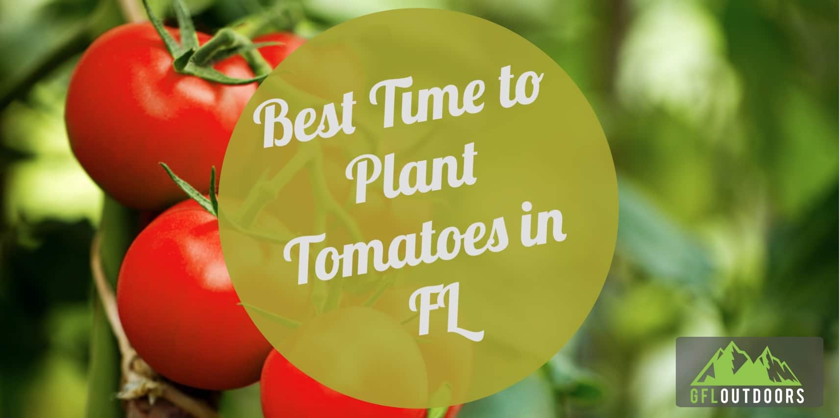 When to Plant Tomatoes in Florida [Find Out Now!] GFL Outdoors