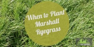 Best time to plant marshall ryegrass