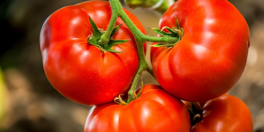 Too Many Tomatoes on One Plant