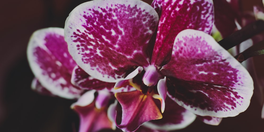 What Do Purple Orchids Symbolize