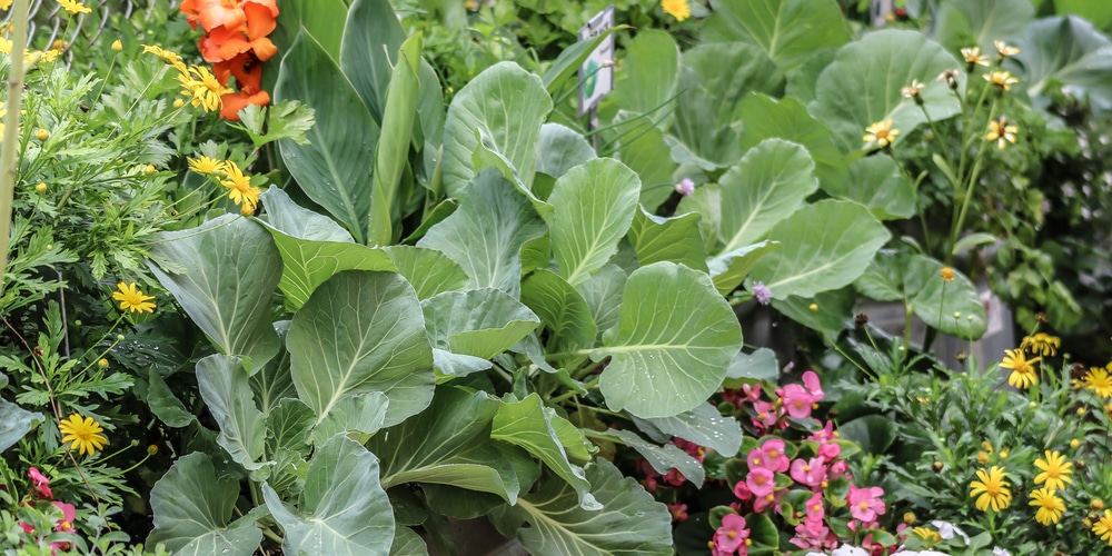 Nasturtium Companion Plants: