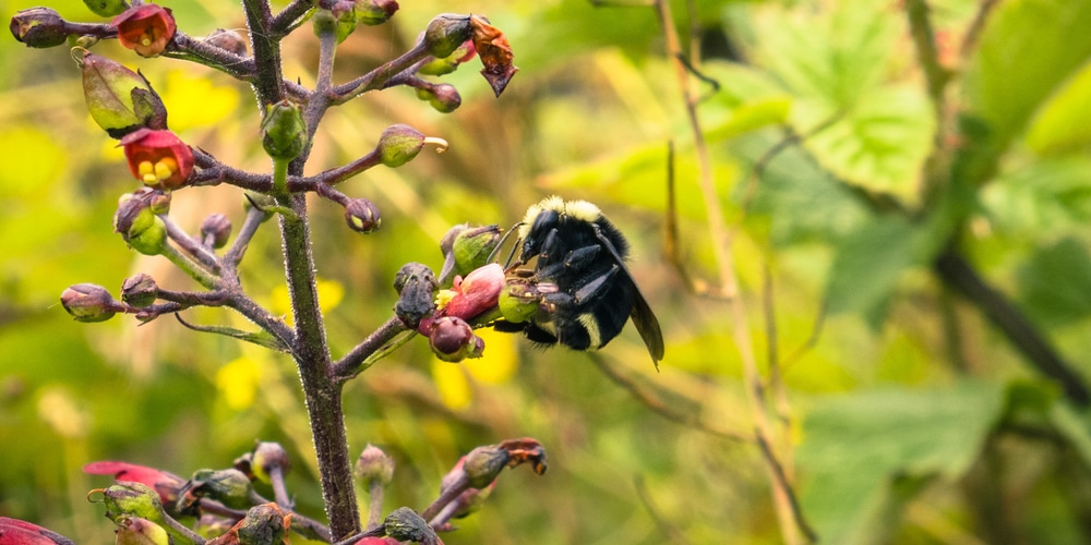 California Bee Plant Care