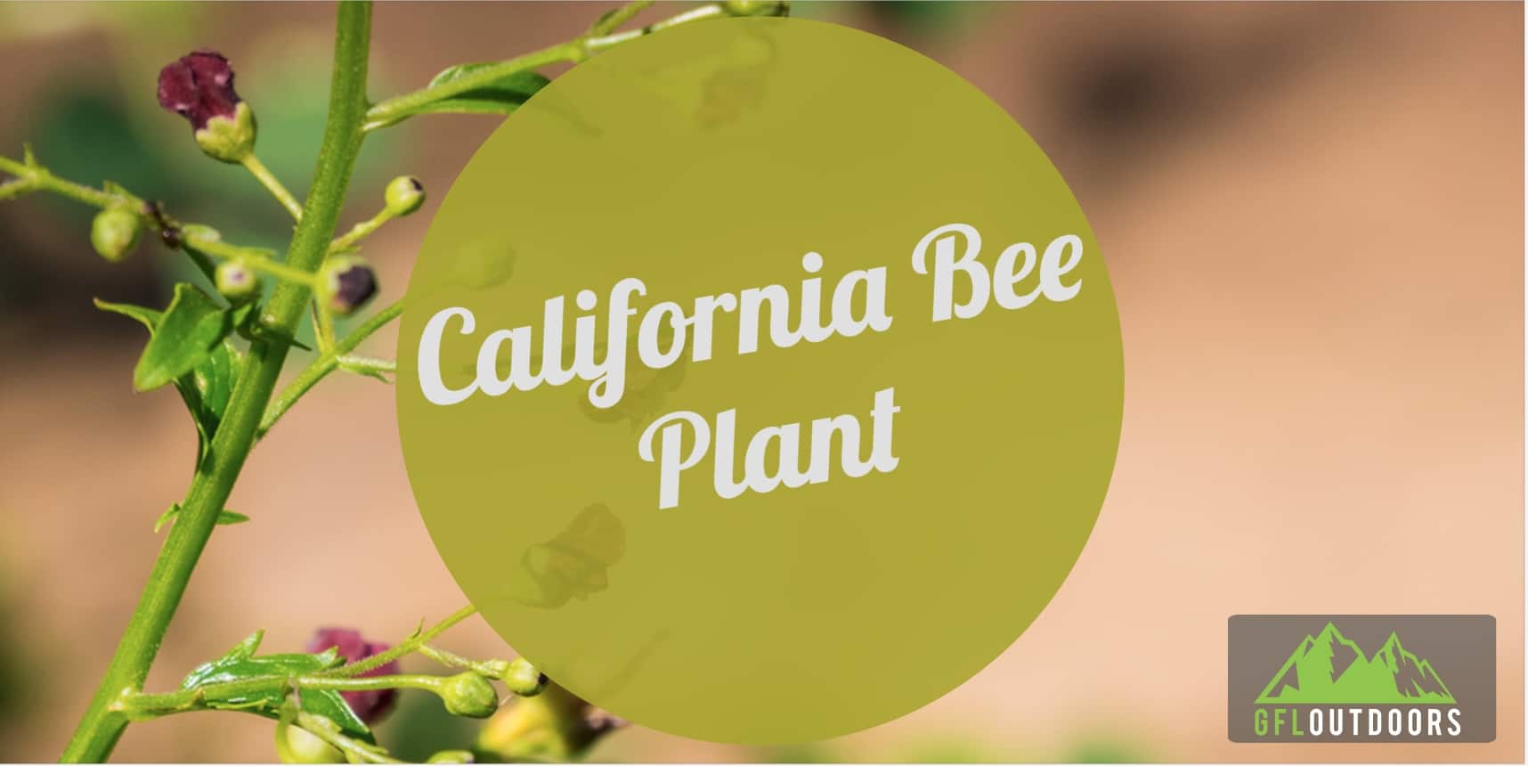 California Bee Plant Growth and Care Guide GFL Outdoors