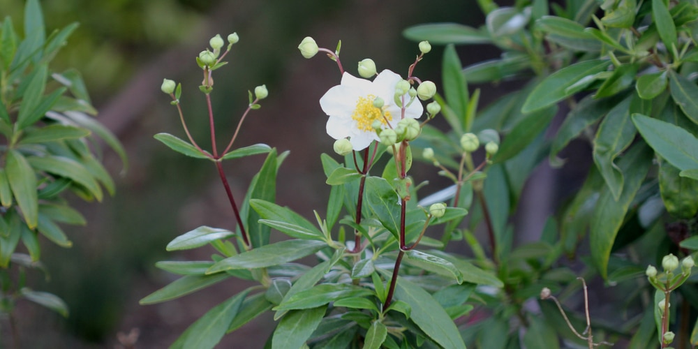 CA Native Shade Plants