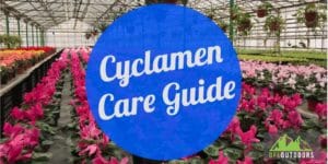 Cyclamen Care Guide