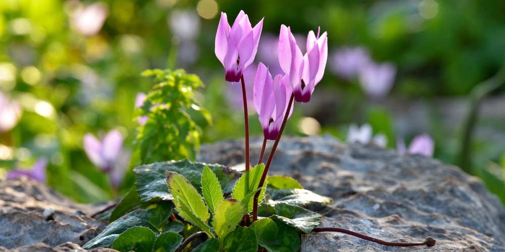 Cyclamen Plant