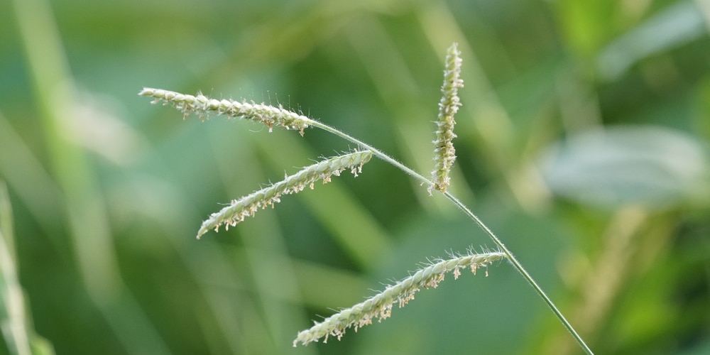 Dallisgrass looks like wheat, but is a weed.