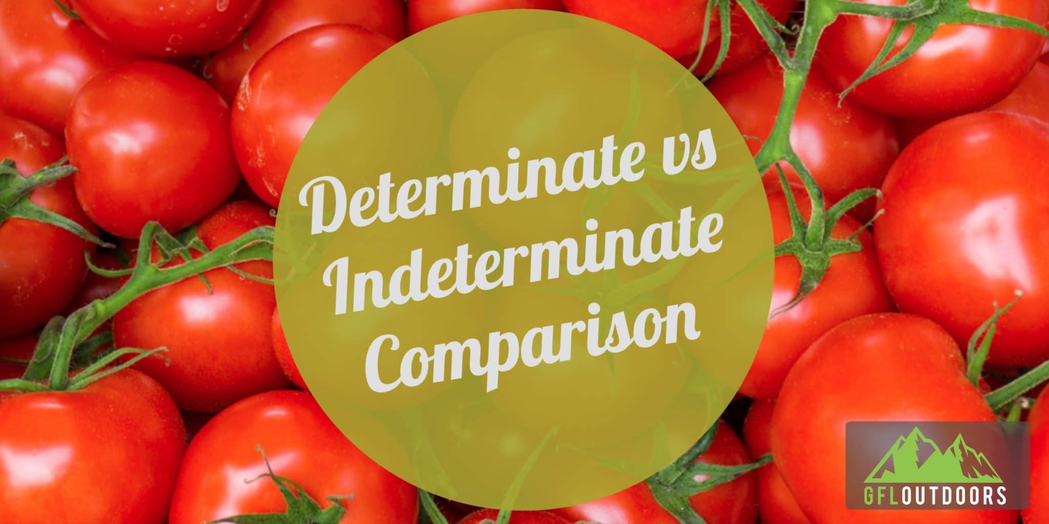 A Guide to Determinate vs Indeterminate Tomatoes GFL Outdoors