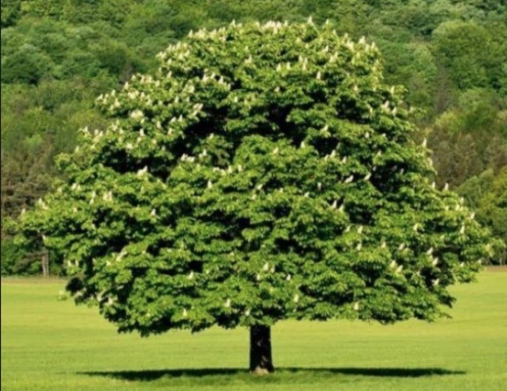 When to Plant a Dunstan Chestnut Tree