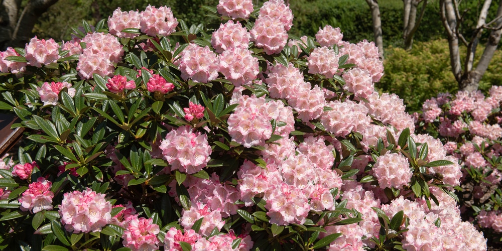 Best time of year to plant flowering shrubs
