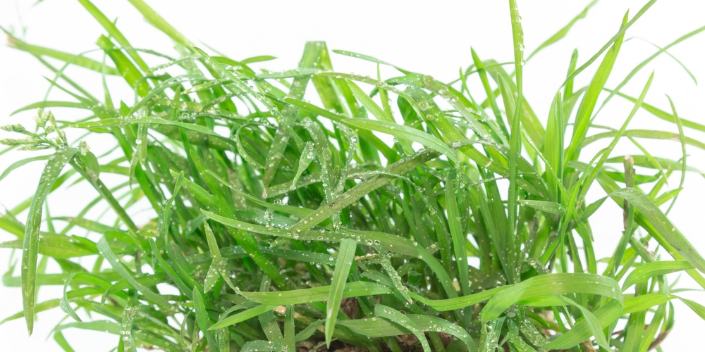 Crabgrass VS Quackgrass