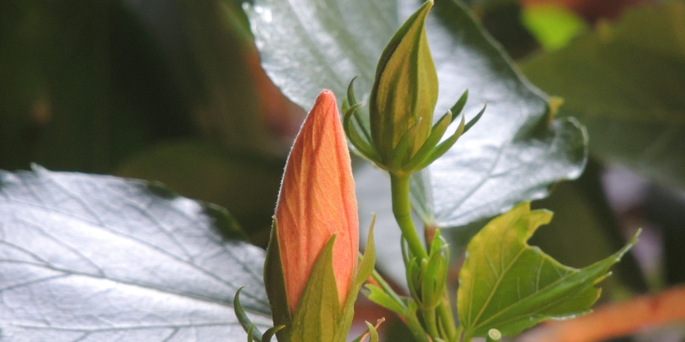 Hibiscus Buds