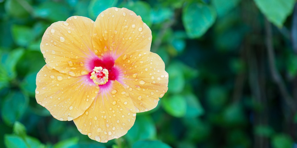 Salt Tolerant Plants for Florida