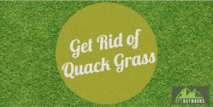 How to Get rid of quack grass