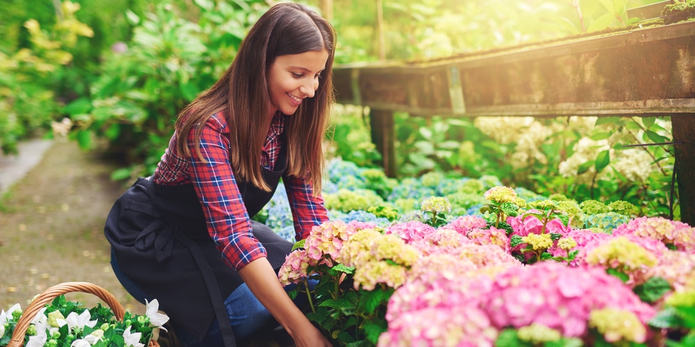 best time to transplant hydrangea