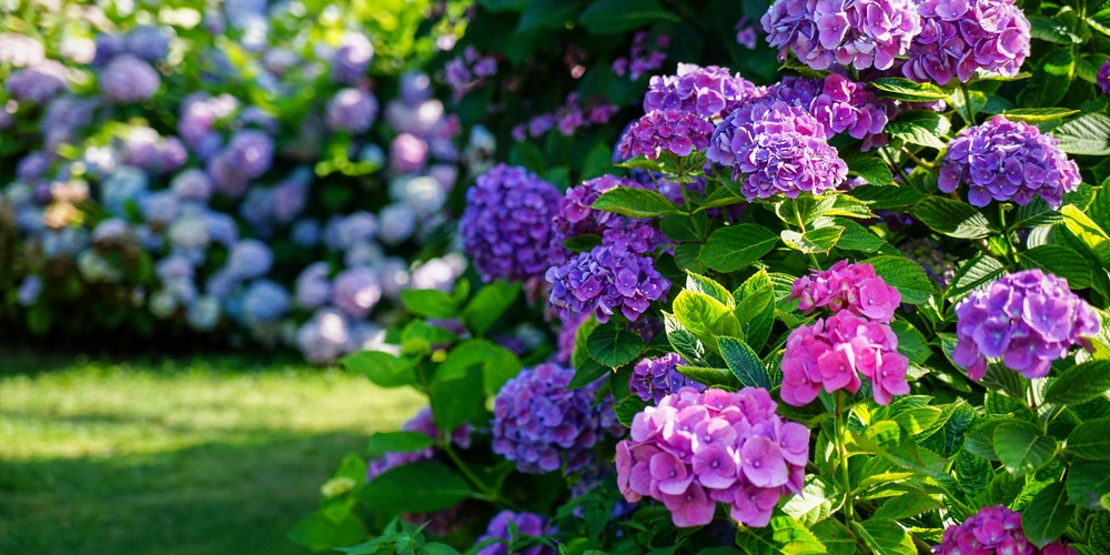 Planting hydrangeas in Michigan