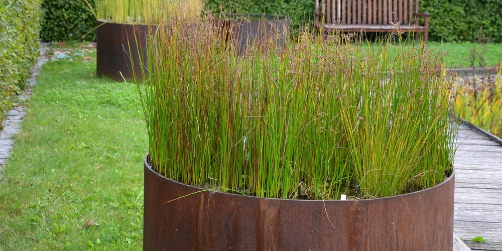 Large Plant Container to block neighbors view