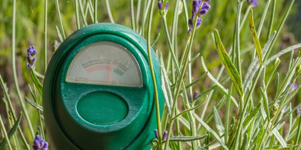 Step 1: Check Soil PH