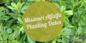 Missouri Alfalfa Planting Dates