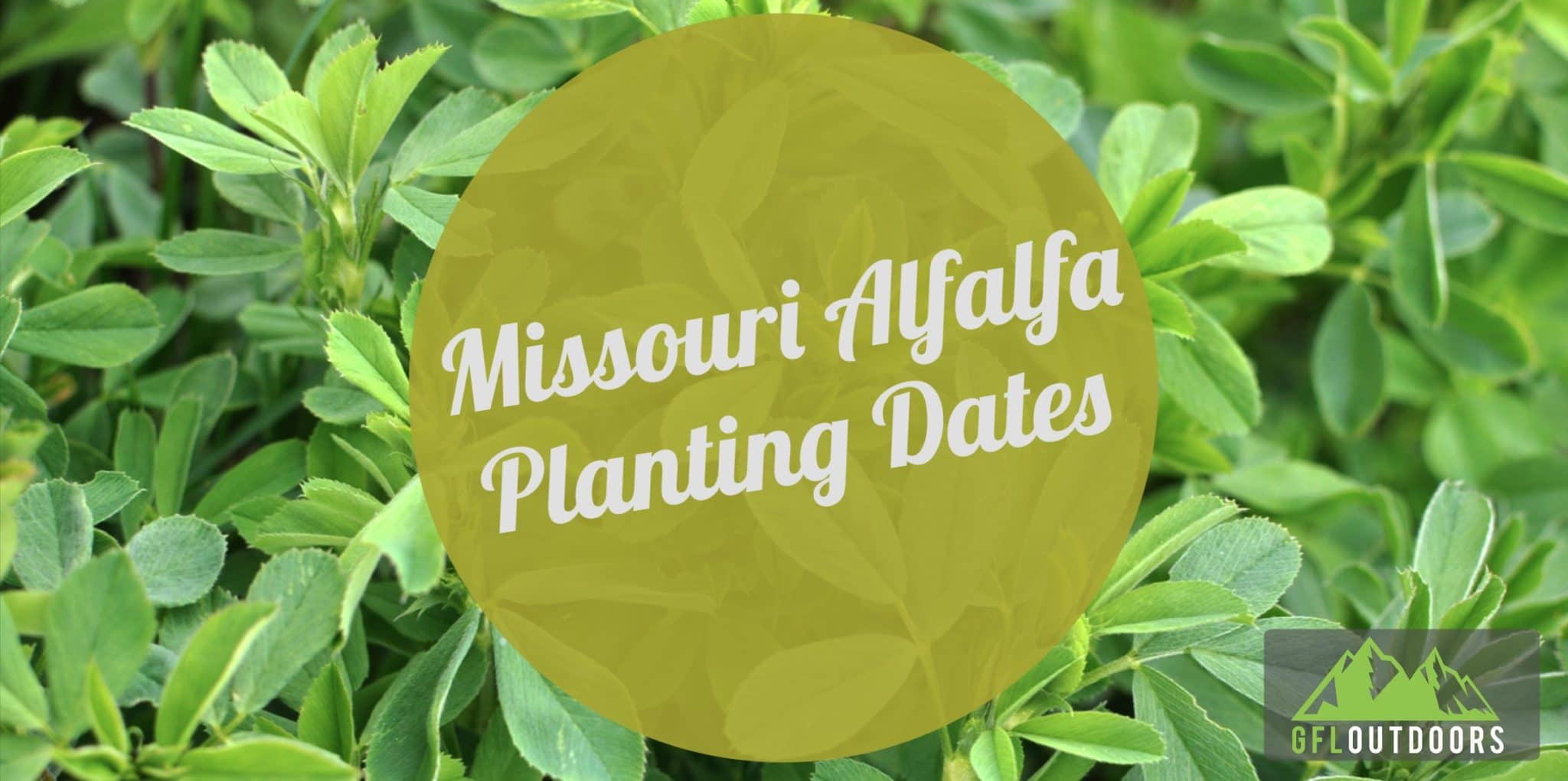 When to Plant Alfalfa in MO (Find Out Now!) GFL Outdoors