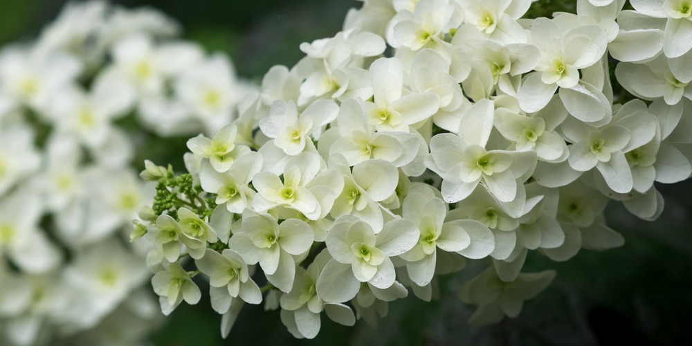 can hydrangeas grow in utah