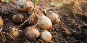 when to plant potatoes in western washington