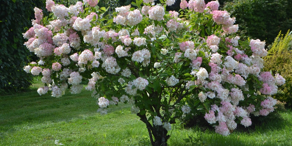 Best time of year to plant hydrangeas