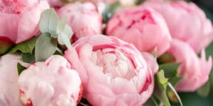 planting peonies in fall